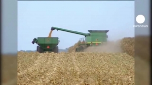 Entender factura complicado. Renegociación del TLCAN quita el sueño a maiceros de EU. Riesgoso…