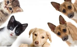 #POEConsultoresrecomienda